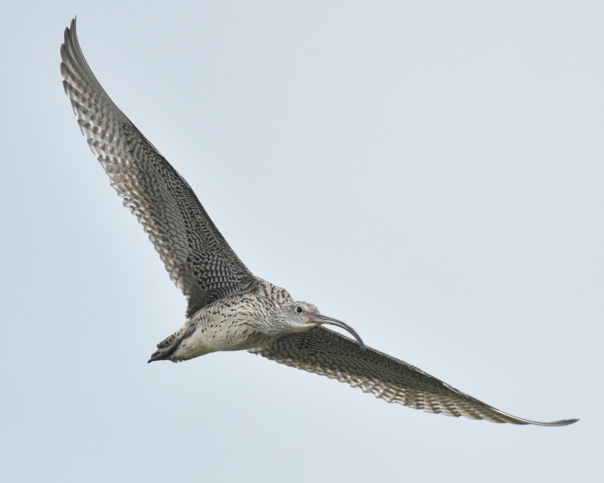 Whimbrel - ML409160221