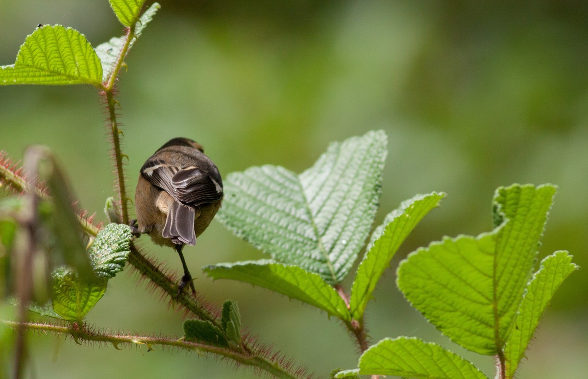 Cinereous Conebill - Ian Davies