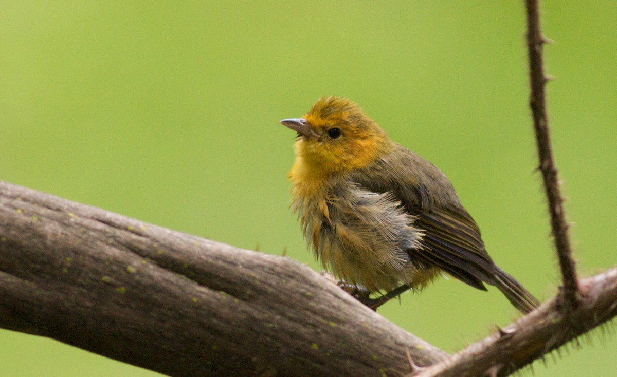 Rufous-chested Tanager - ML40916111