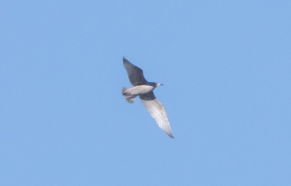 Iceland Gull (Thayer's) - Liam Huber