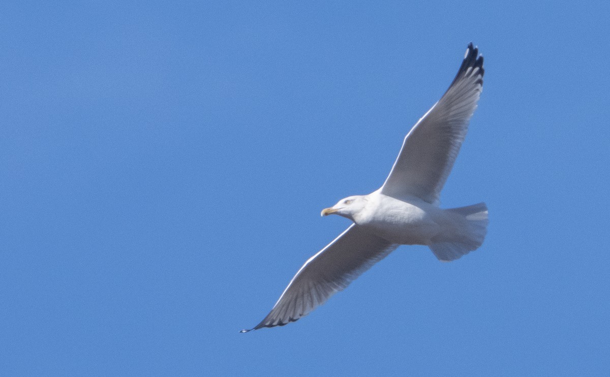 Herring Gull (American) - Liam Huber