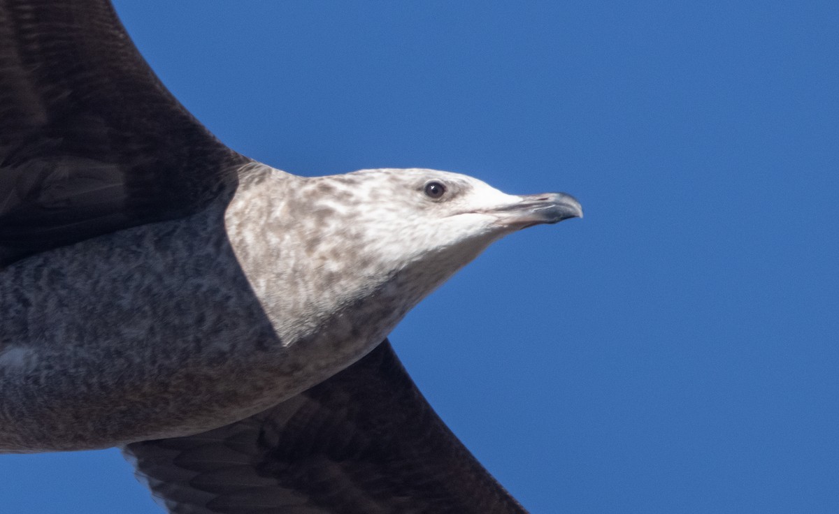 Herring Gull (American) - Liam Huber