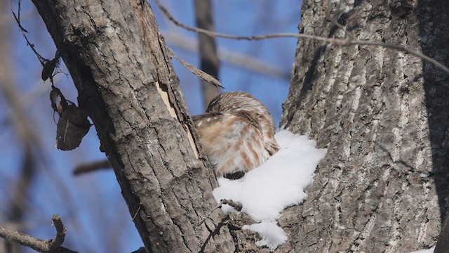 Североамериканский сыч - ML409163051