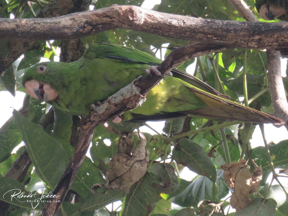 Pacific Parakeet - ML409163751