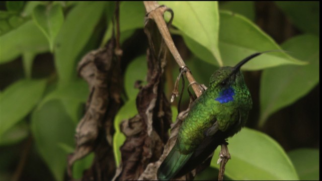 Lesser Violetear (Costa Rican) - ML409164