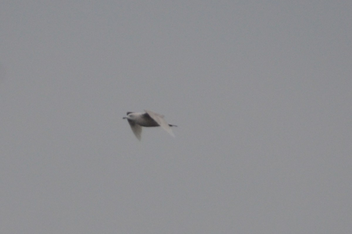 Iceland Gull - ML409165361