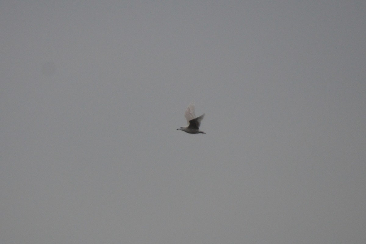 Iceland Gull - ML409165381