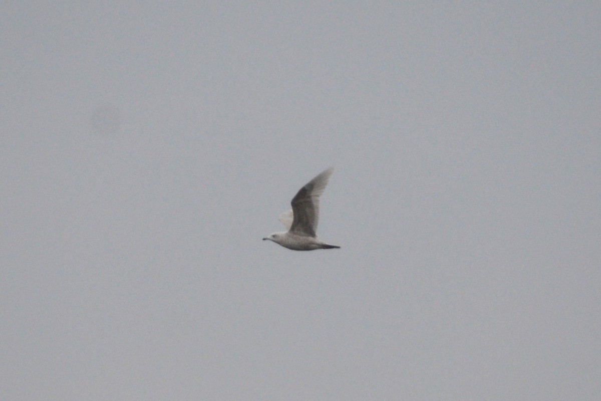 Iceland Gull - ML409165391
