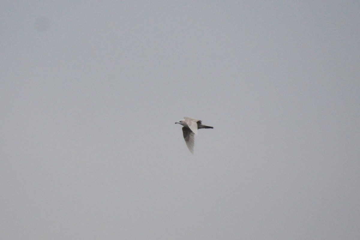 Iceland Gull - ML409165401