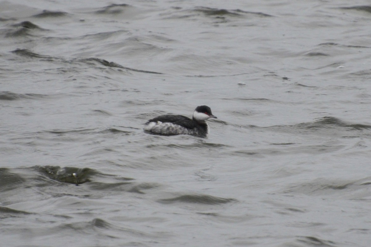 Horned Grebe - ML409165511