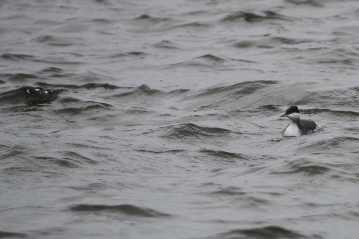 Horned Grebe - ML409165531
