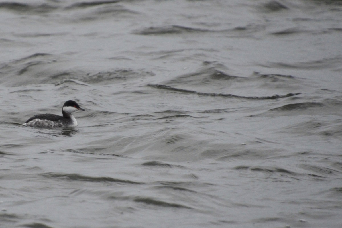 Horned Grebe - ML409165541