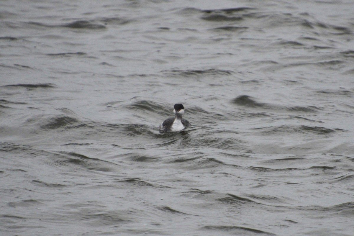 Horned Grebe - ML409165551