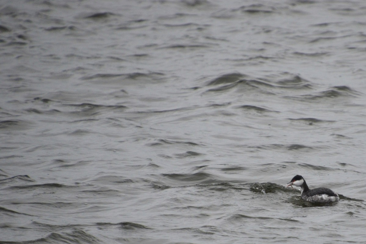Horned Grebe - ML409165561