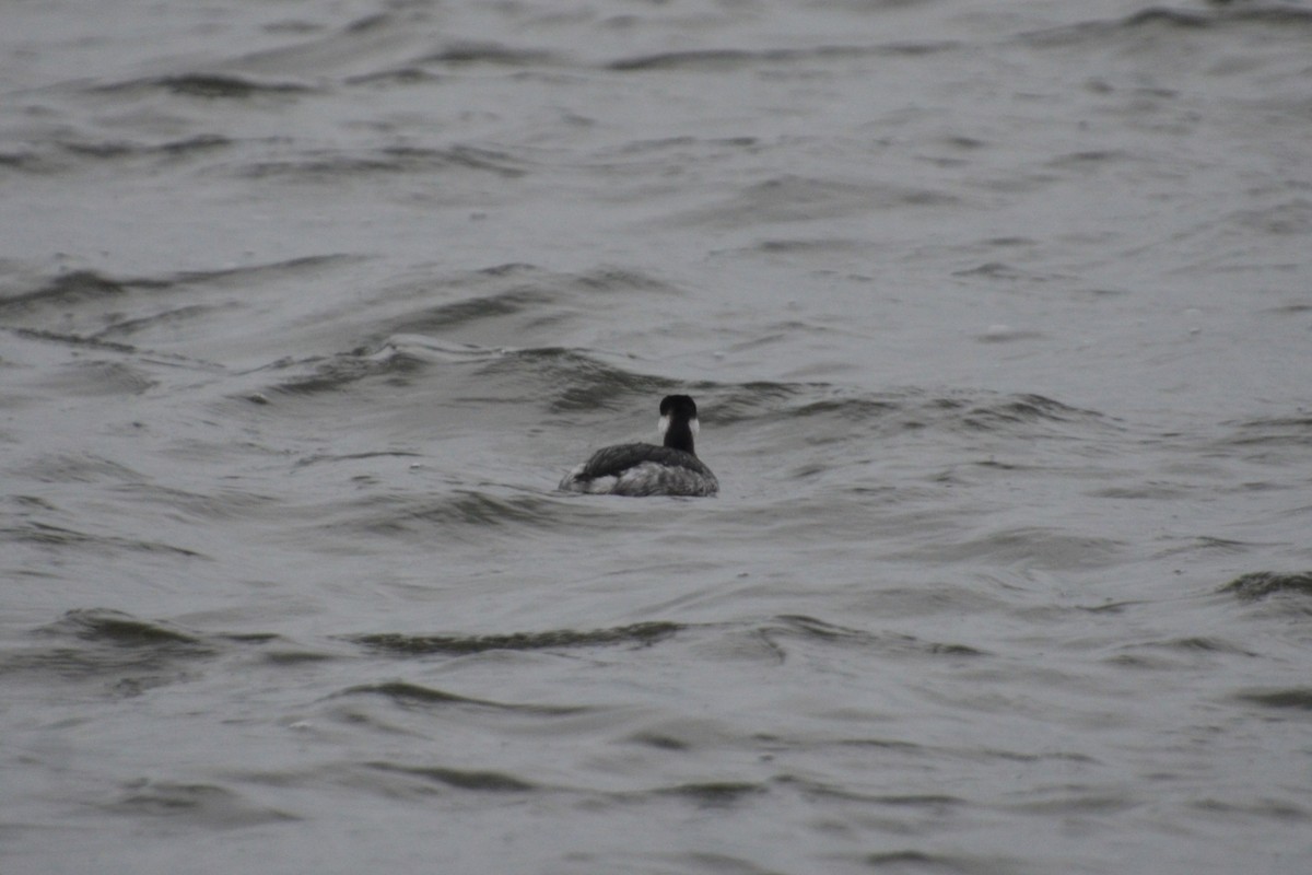 Horned Grebe - ML409165571
