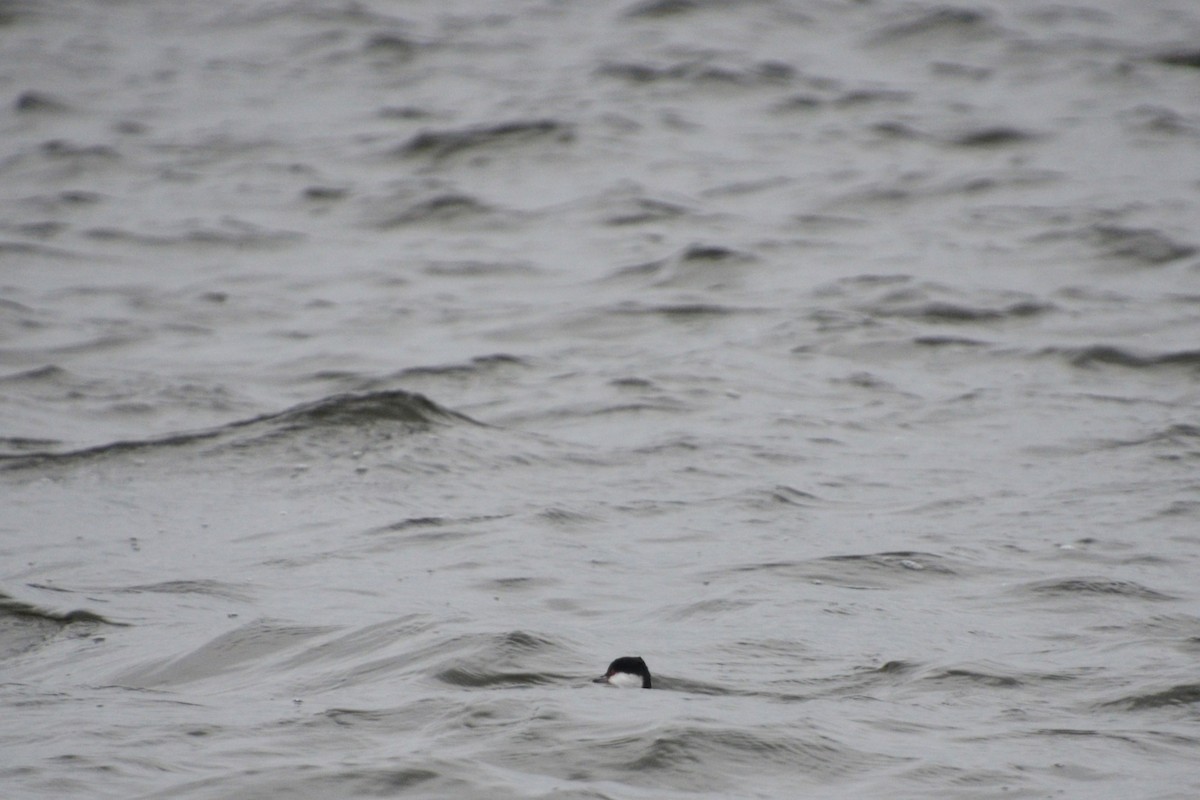 Horned Grebe - ML409165581