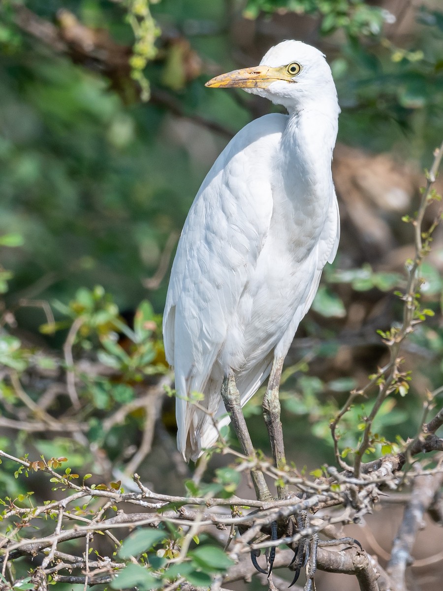 Western Cattle Egret - ML409167161