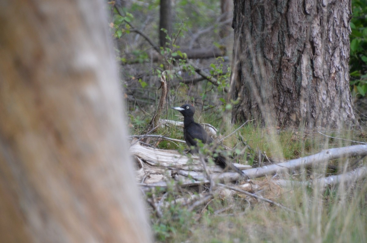 Black Woodpecker - ML409167861