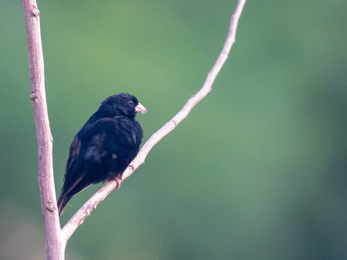 Cameroon Indigobird - ML409168161