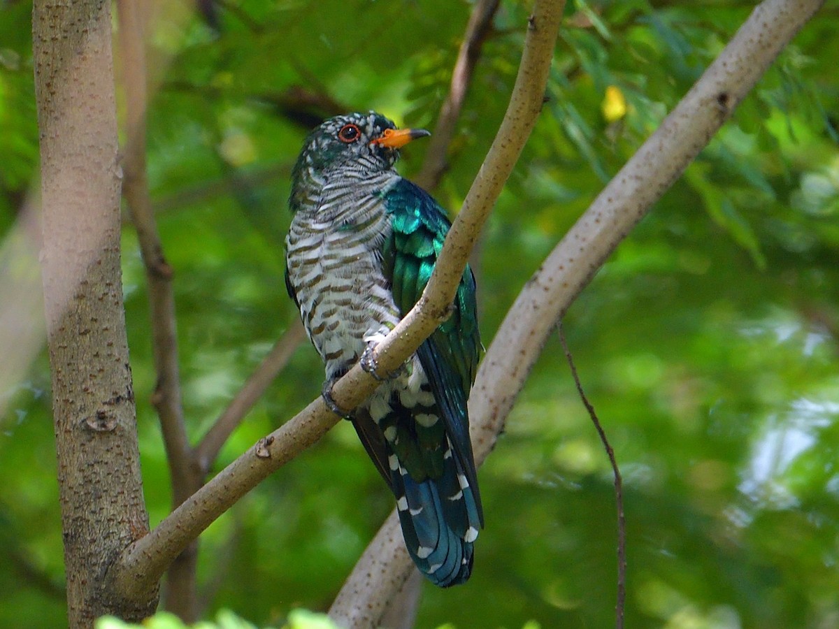 Asian Emerald Cuckoo - ML409168691