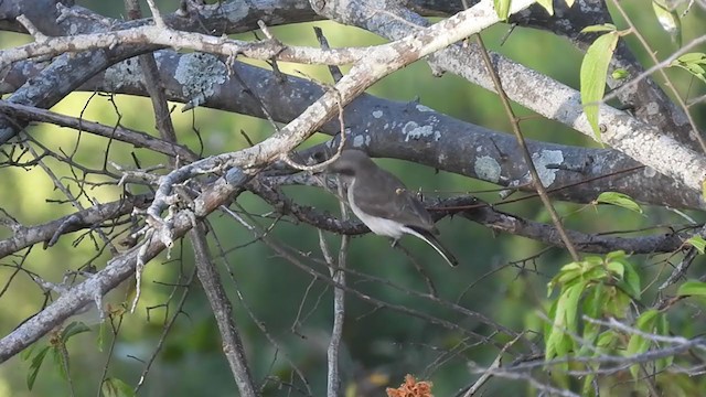 Common Woodshrike - ML409168881