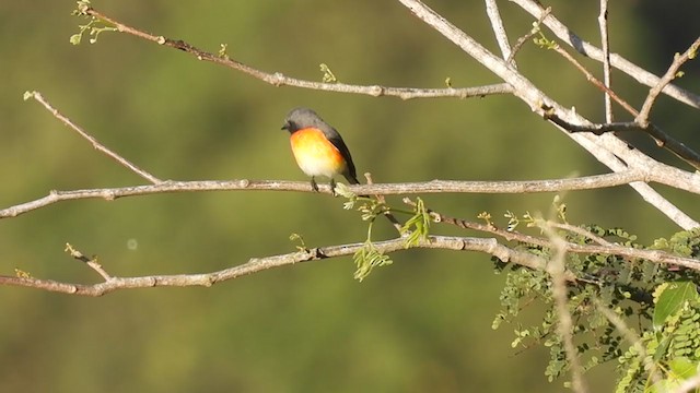 Zwergmennigvogel - ML409169821