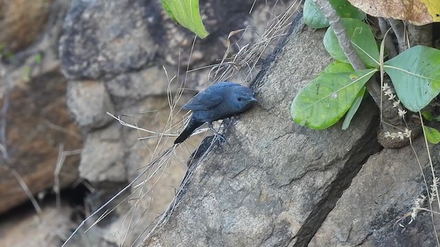 Blue Rock-Thrush - ML409170211