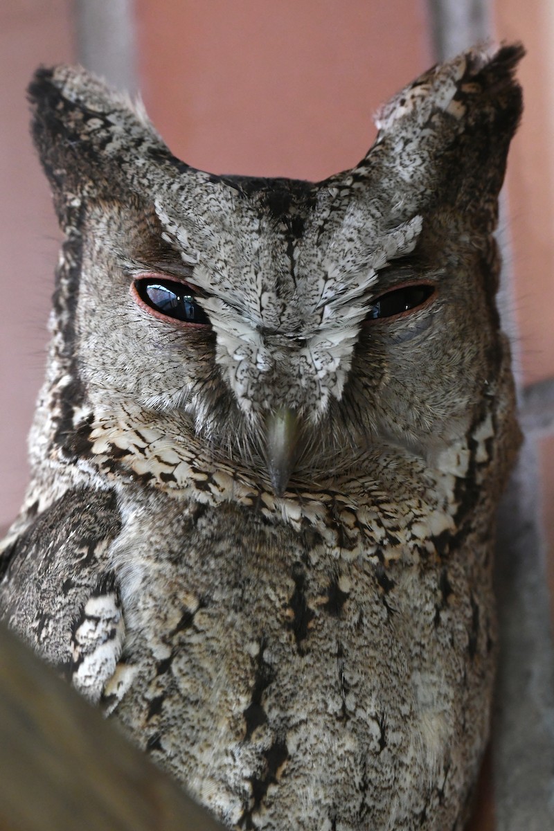 Collared Scops-Owl - ML409171771