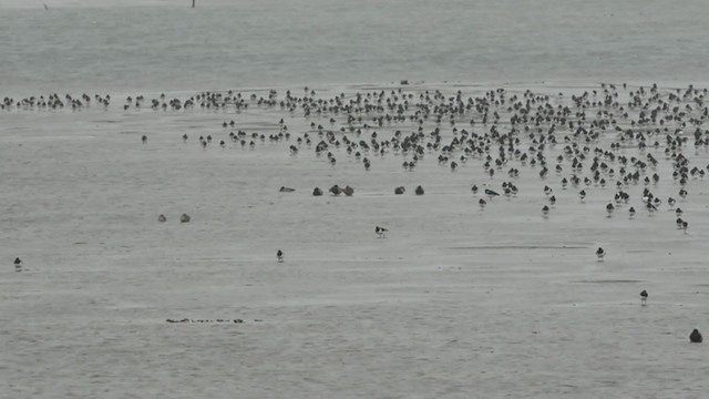 Eurasian Oystercatcher - ML409171931