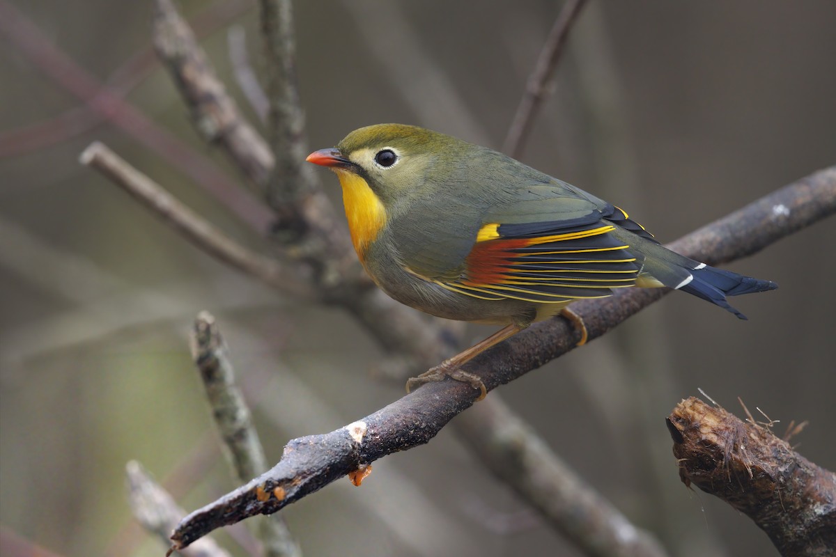 Red-billed Leiothrix - Marco Valentini