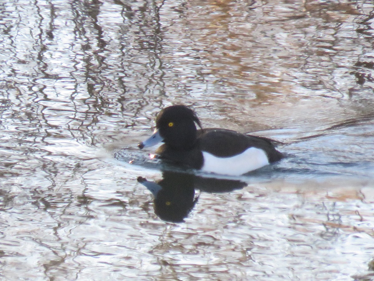 Tufted Duck - ML409175561