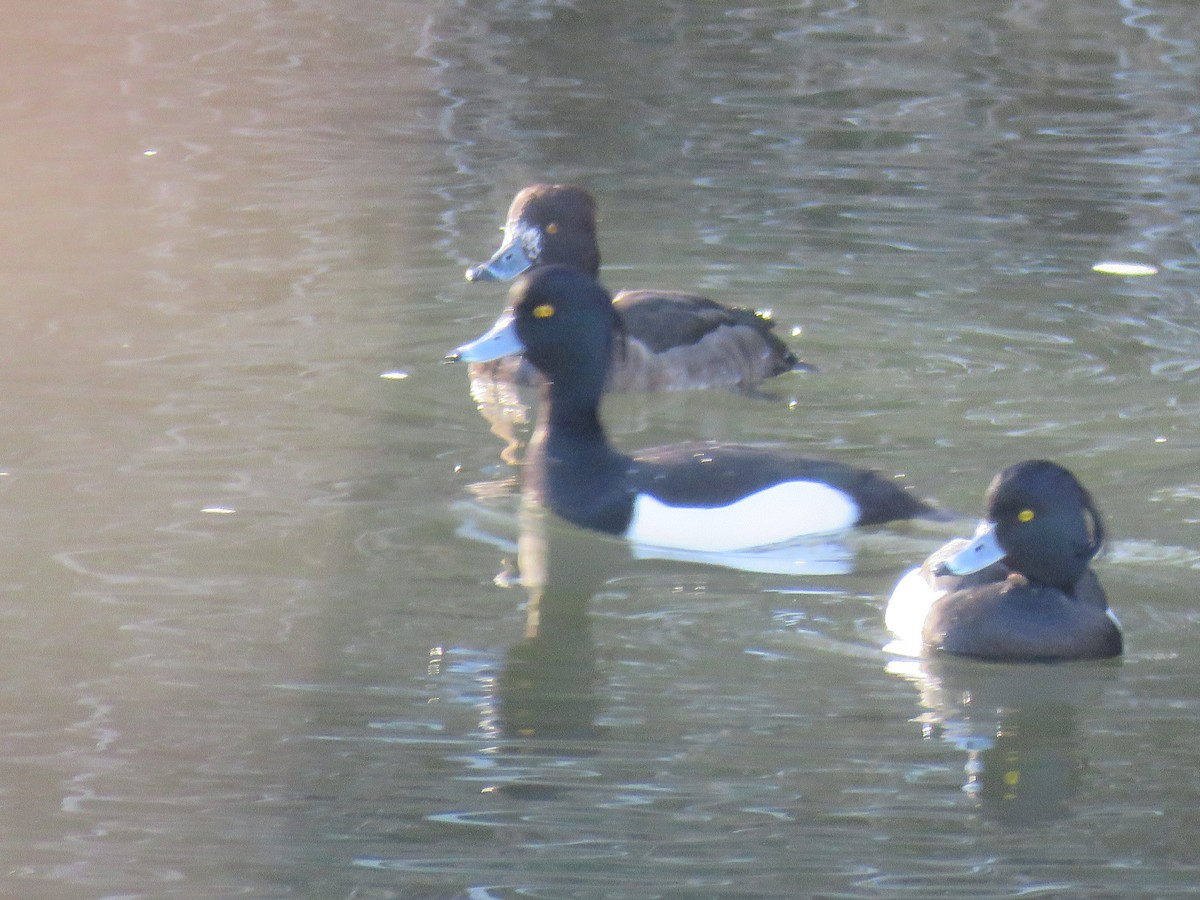 Tufted Duck - ML409175571