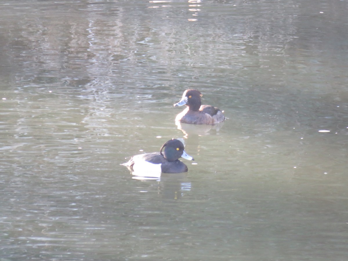 Tufted Duck - ML409175581