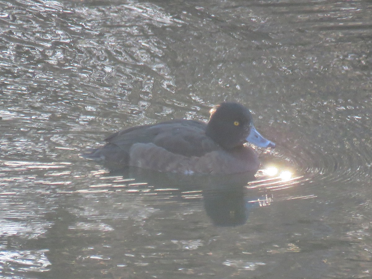 Tufted Duck - ML409175591