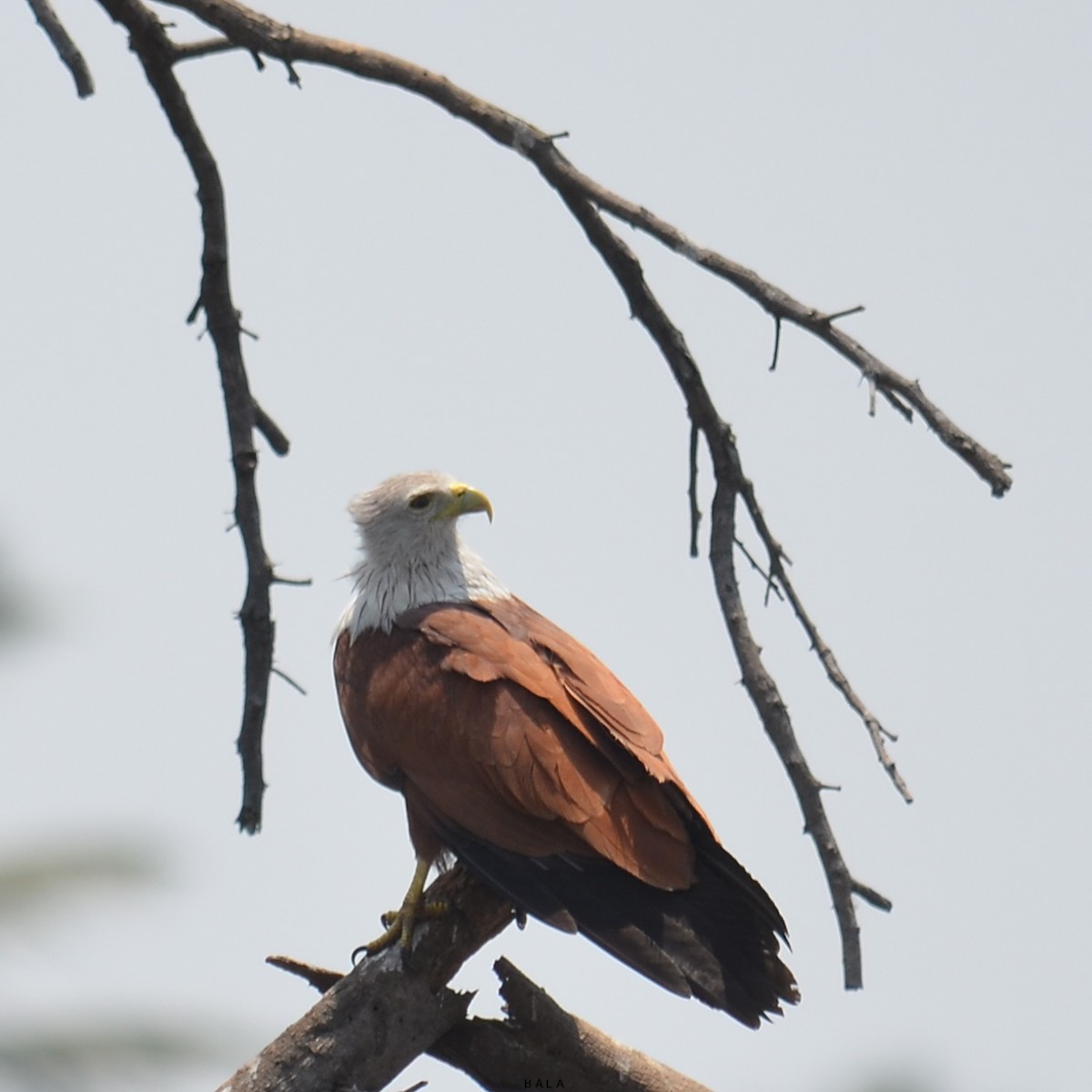 Brahminy Kite - ML409175801