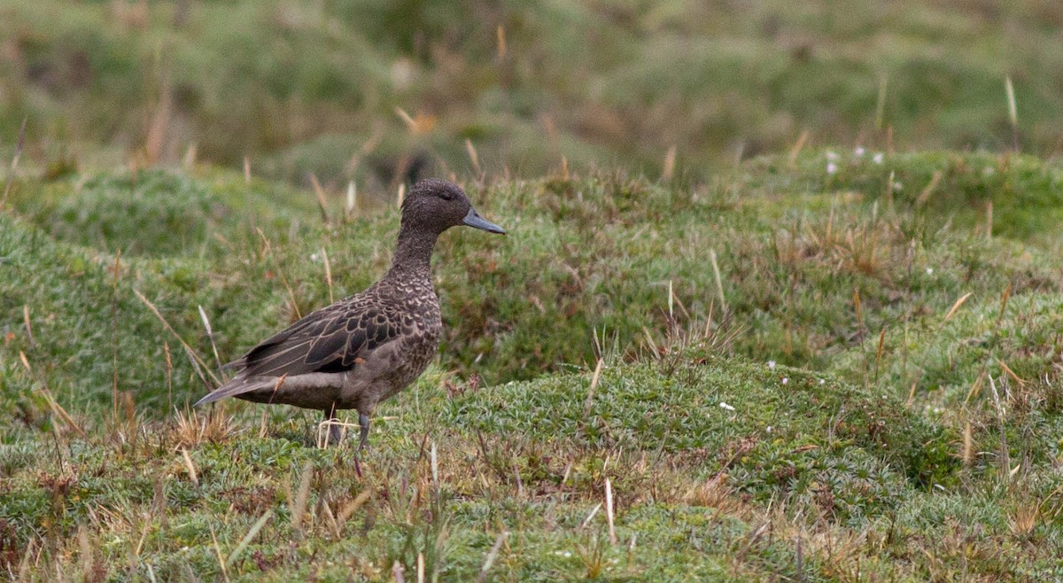 Andean Teal - ML40917601