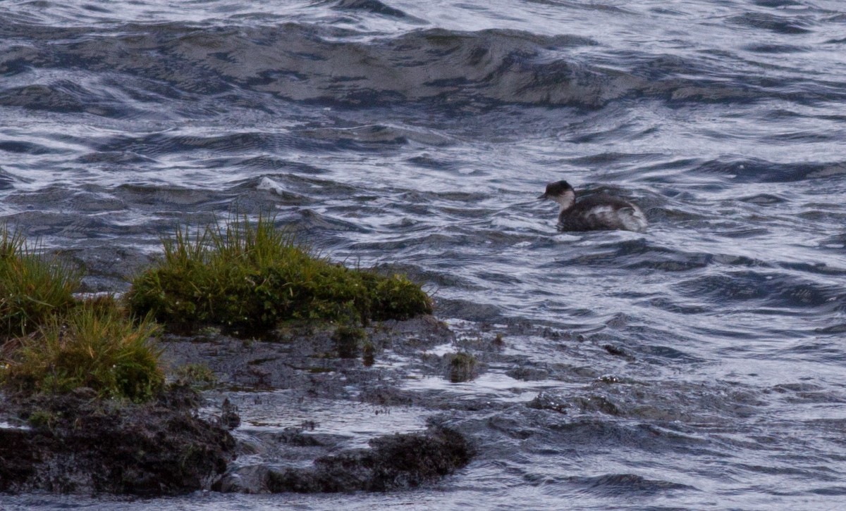 Silvery Grebe - ML40917671