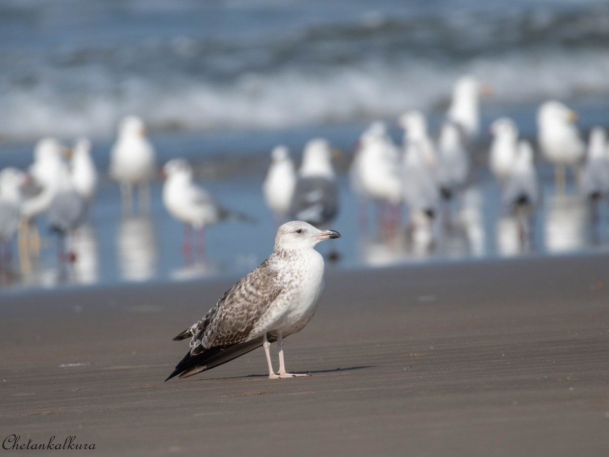 Lesser Black-backed Gull - ML409176761