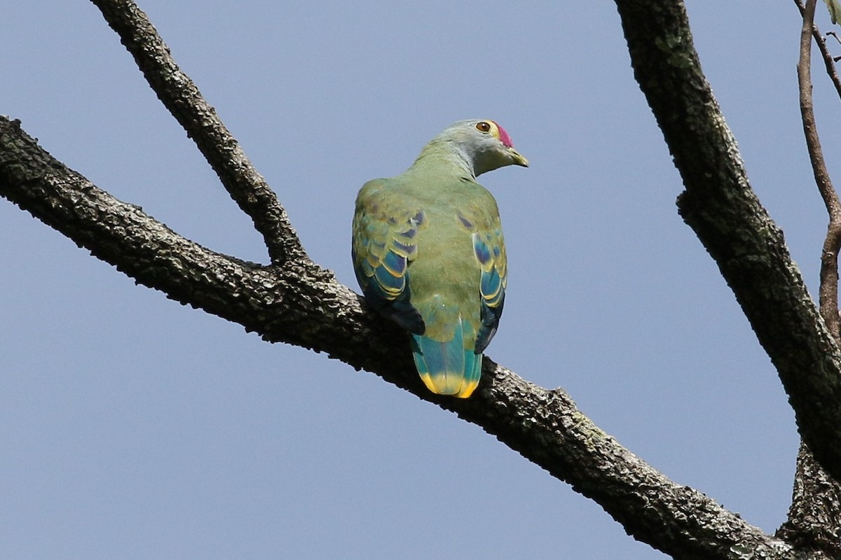 Rose-crowned Fruit-Dove - ML409176851