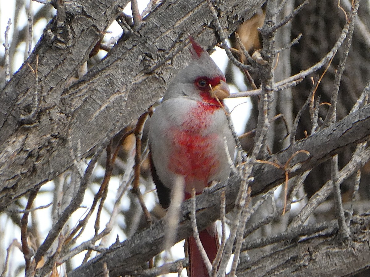 Cardinal pyrrhuloxia - ML409177491