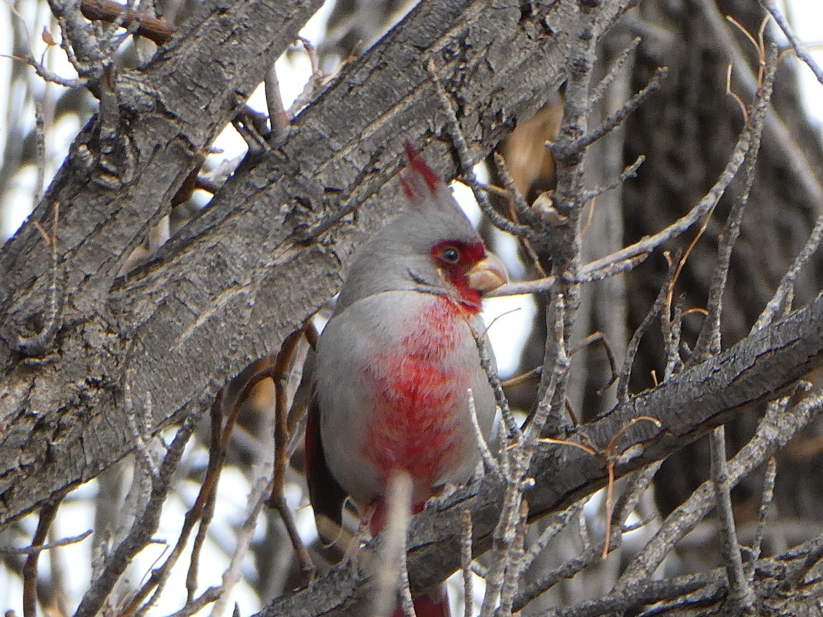 Cardinal pyrrhuloxia - ML409177501