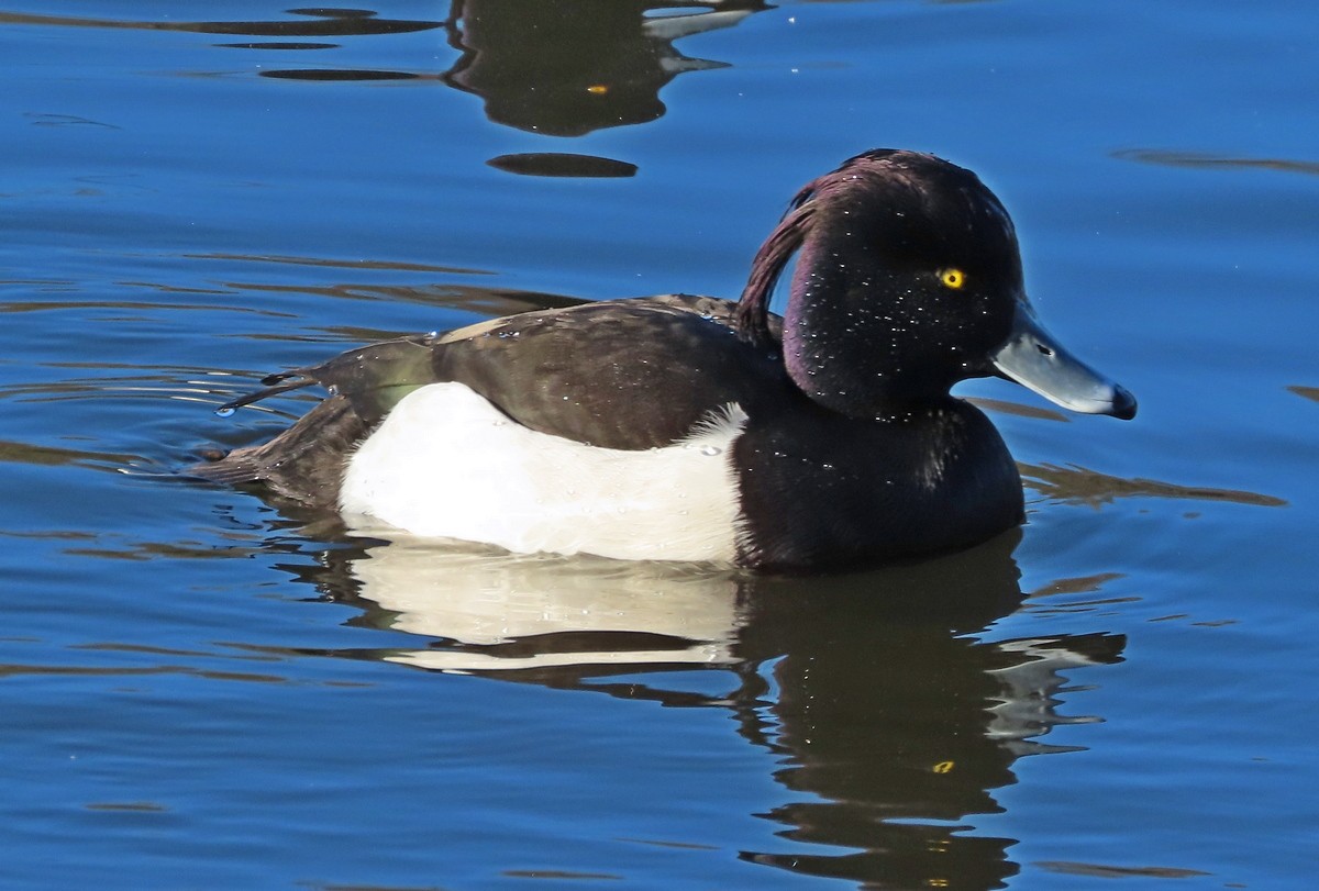 Tufted Duck - ML409179081