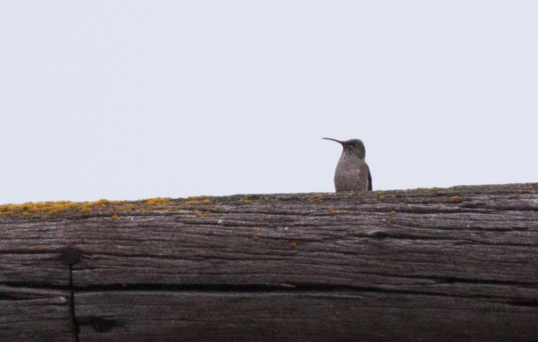 Colibrí del Chimborazo - ML40918061