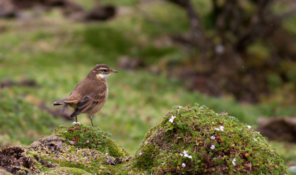 Chestnut-winged Cinclodes - ML40918141