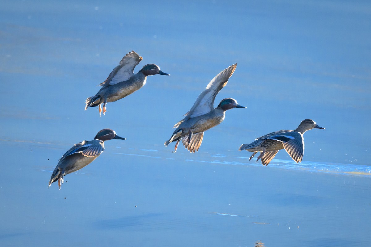 Green-winged Teal - ML409182371