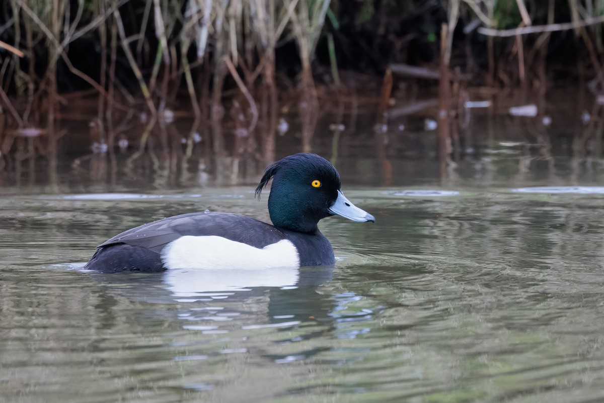 鳳頭潛鴨 - ML409182441