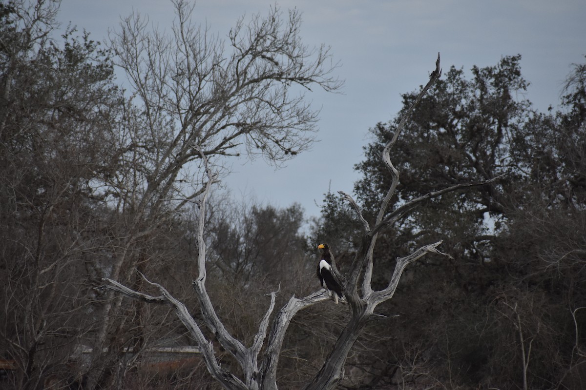 Steller's Sea-Eagle - ML409182461