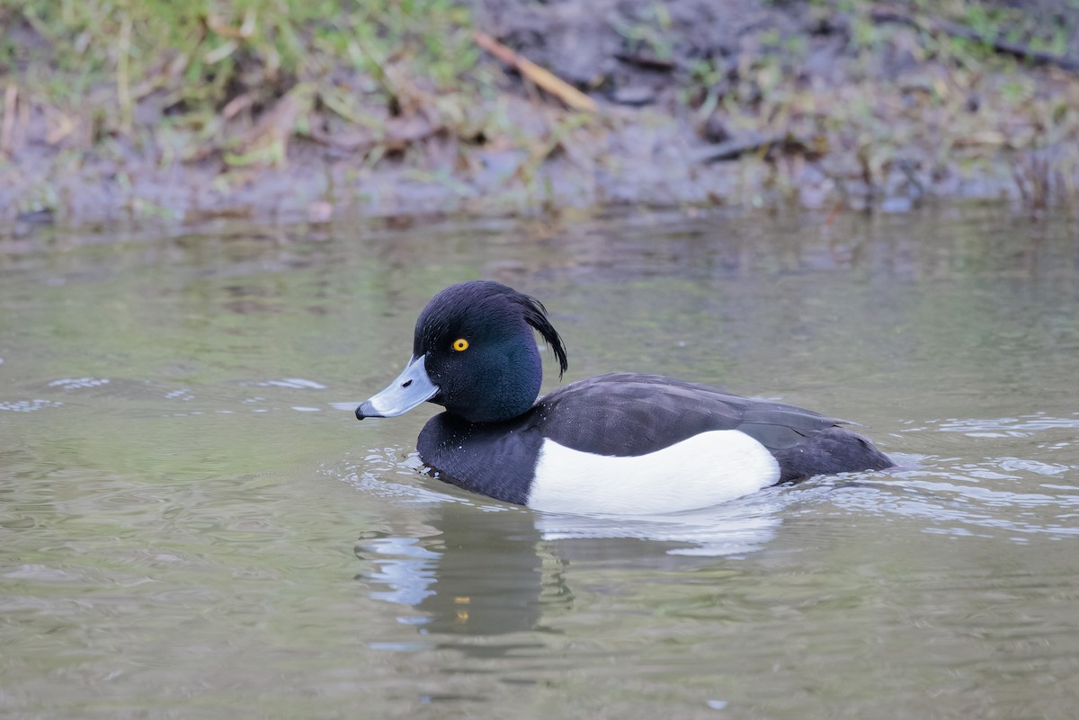 Tufted Duck - ML409182471