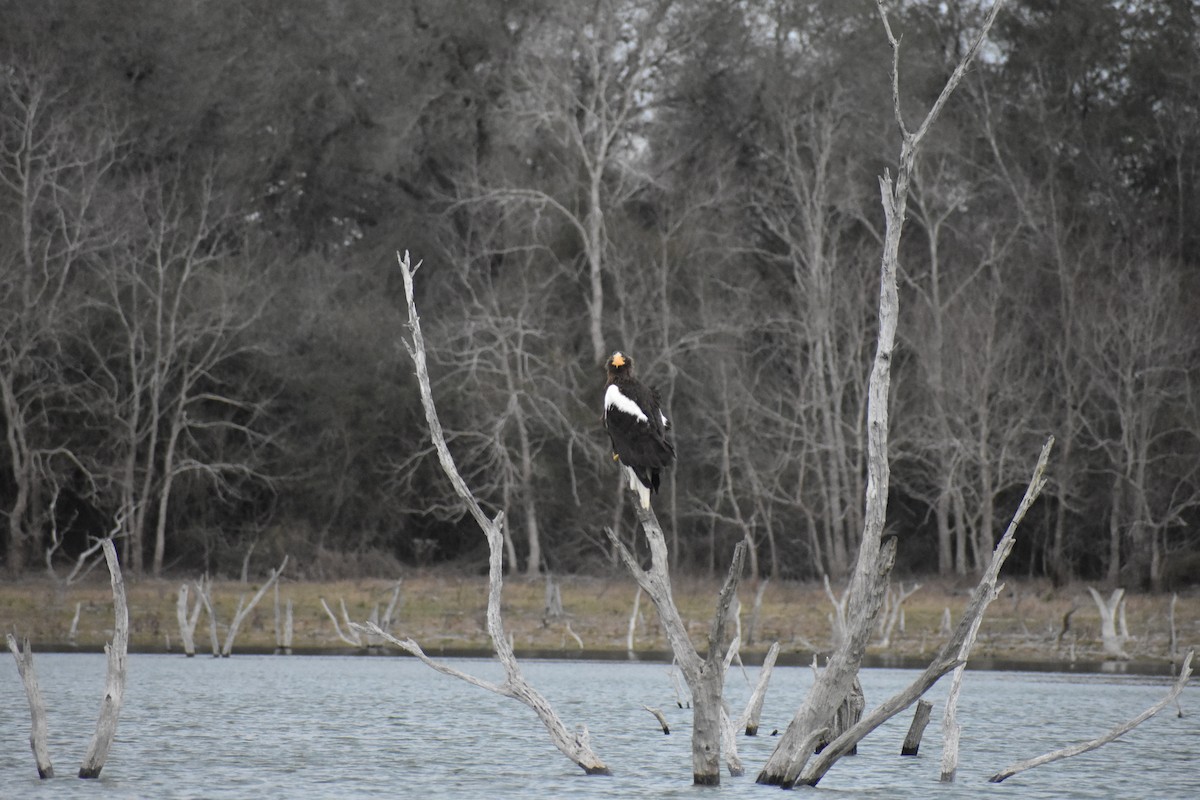 Steller's Sea-Eagle - ML409182491