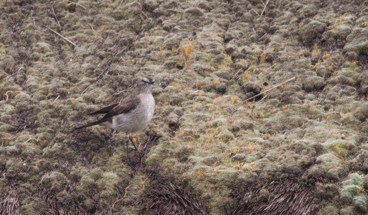 Plain-capped Ground-Tyrant - Ian Davies